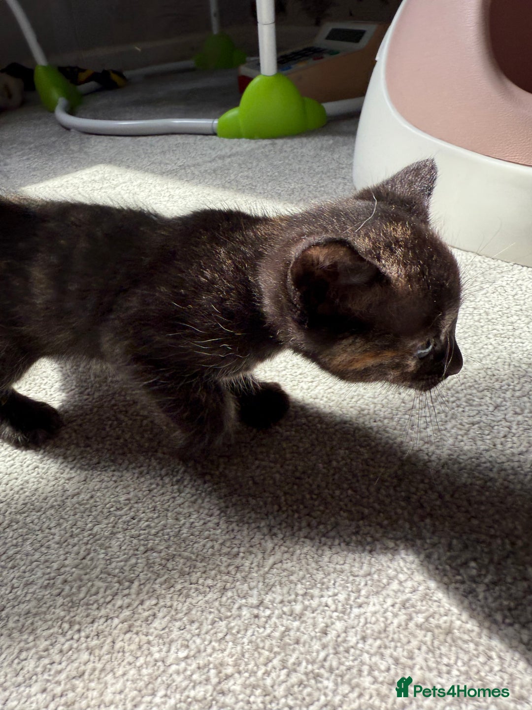 RagaMuffin cats for sale: Ragamuffin kittens  - Image 8