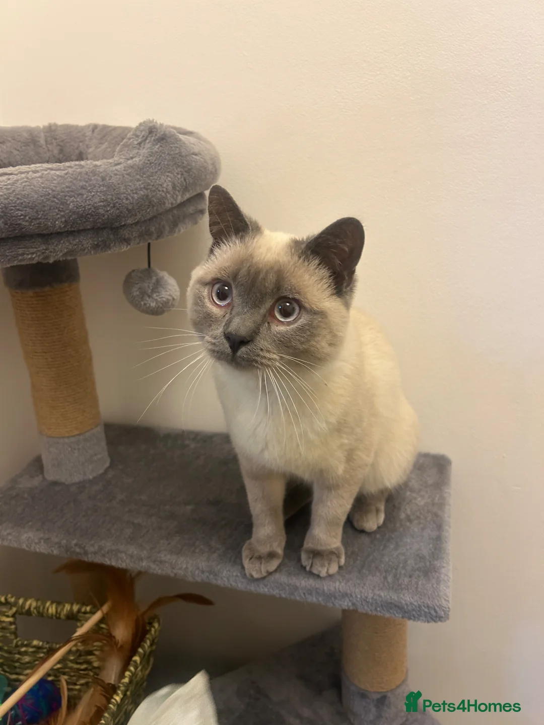 British Shorthair cats for sale: Enzo - Blue point British short hair MALE  in Brighouse - Advert 2