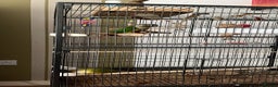 Conures birds for sale: 2 Lovely Green cheek conures for sale - Advert 7