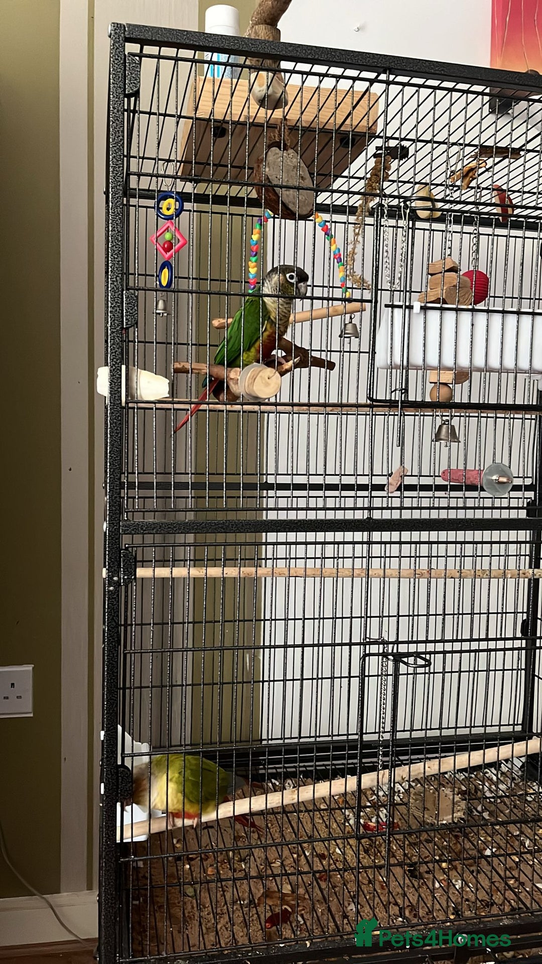 Conures birds for sale: 2 Lovely Green cheek conures for sale - Image 6