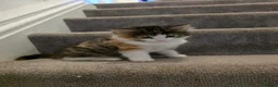 Domestic Shorthair cats for sale: Kittens looking for new home in Stafford - Advert 12