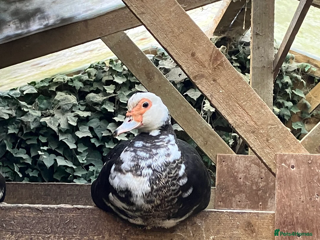 Ducks poultry for sale: Muscovy pairs and trios  - Advert 3