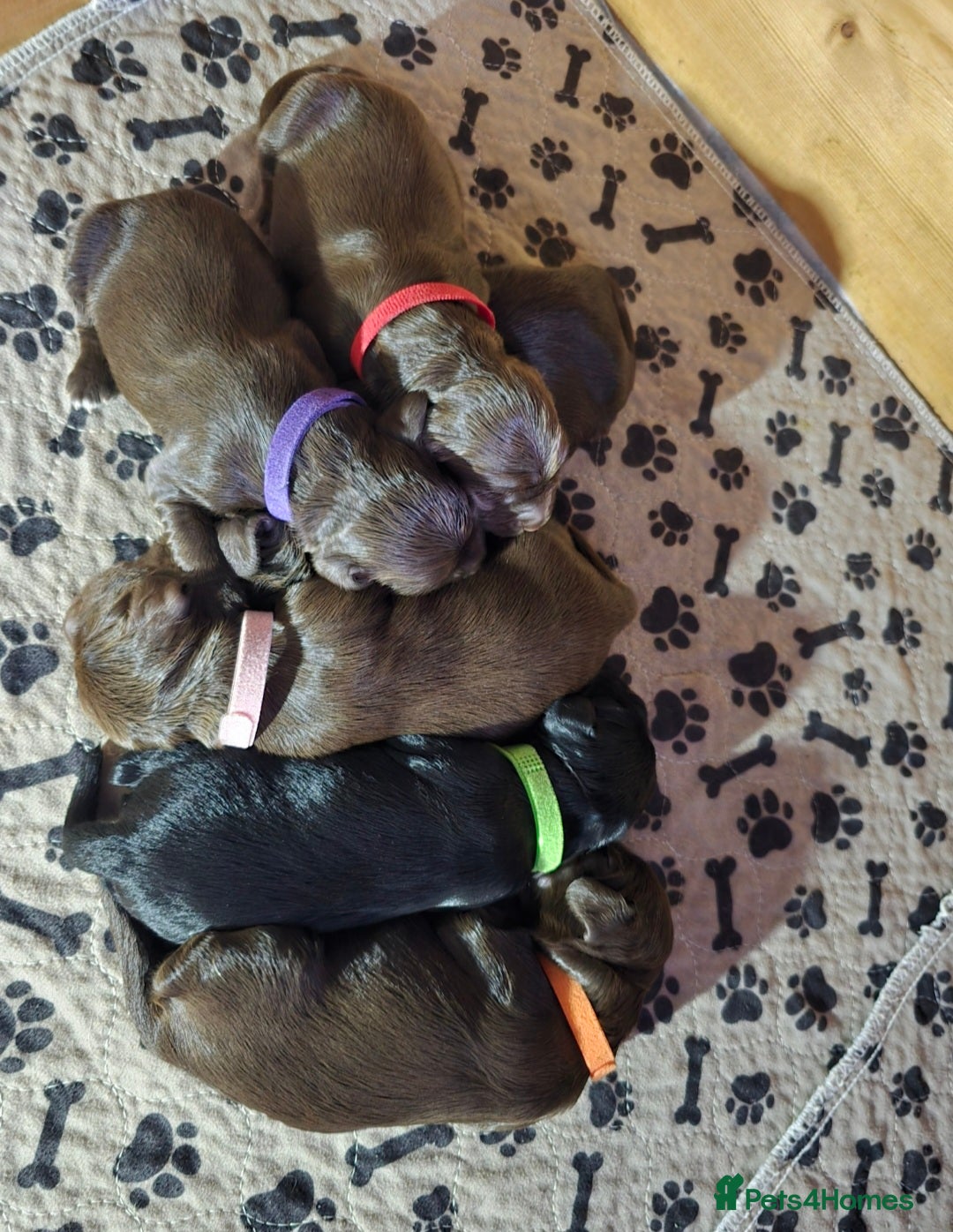 Cocker Spaniel dogs for sale: Cocker spaniel puppies - Image 4
