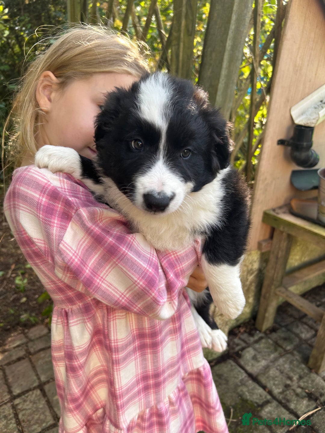 Border Collie dogs for sale: Border collie.  - Image 1
