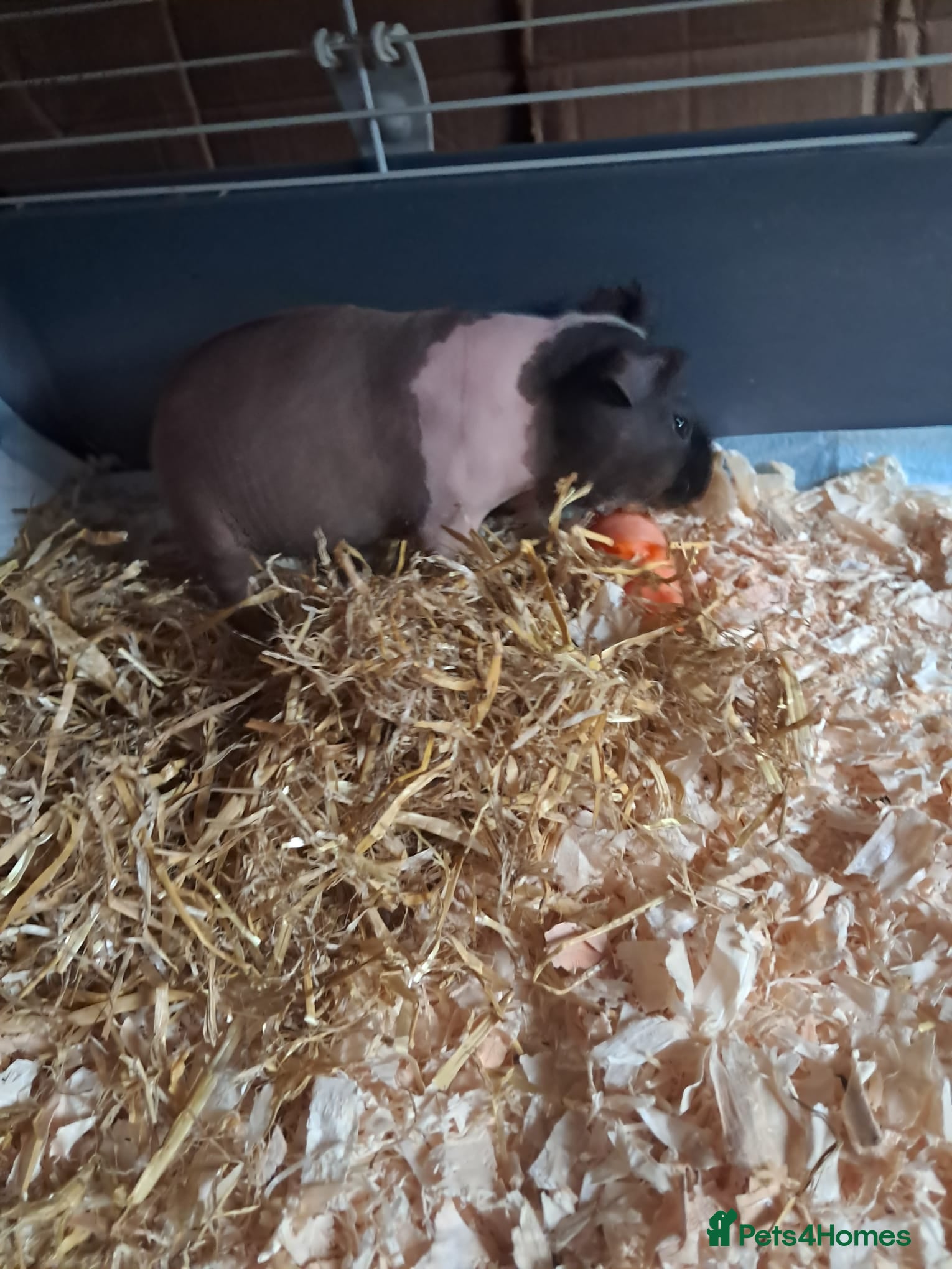 Guinea Pig rodents BEAUTIFUL SELECTION OF SKINNY PIG BOARS - Advert 2