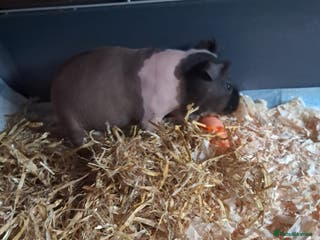 Guinea Pig rodents BEAUTIFUL SELECTION OF SKINNY PIG BOARS - Advert 2