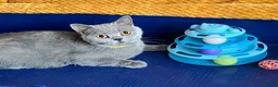 British Shorthair cats for sale: GCCF registered ChampionBloodline 5GENpedigree BSH - Advert 8