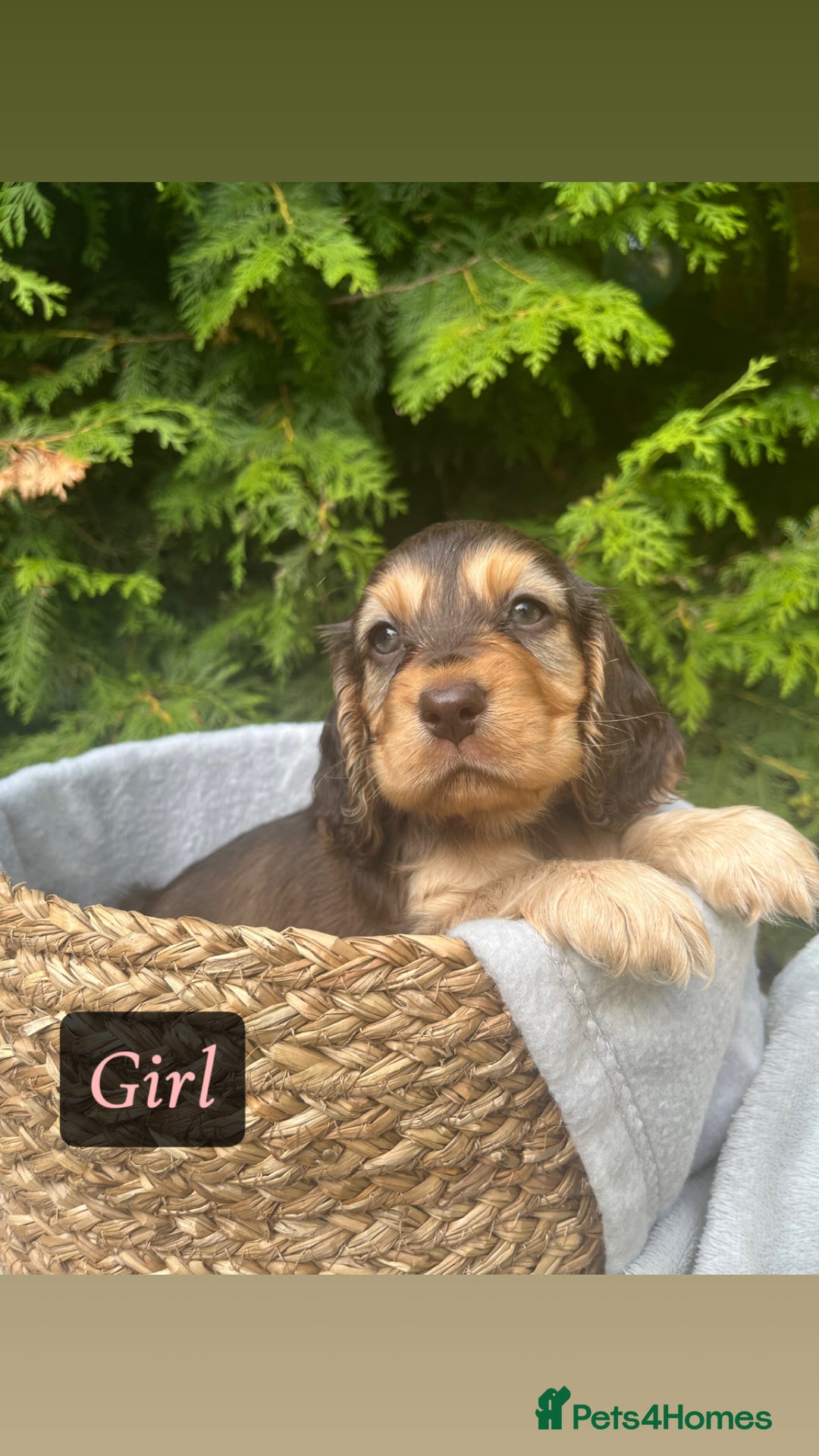 Cocker Spaniel dogs for sale: GORGEOUS SHOW TYPE SABLES COCKER SPANIAL PUPPIES - Image 2