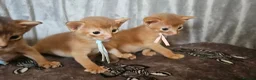 Abyssinian cats for sale: Abyssinian kittens for sale - Advert 16