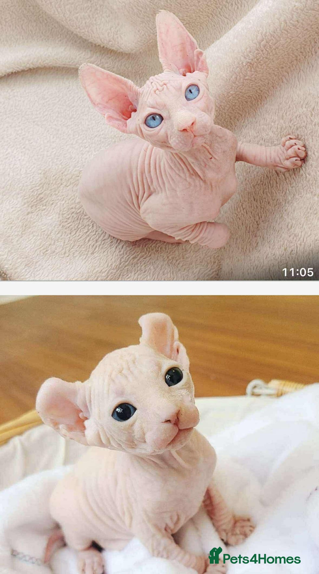 Sphynx cats for stud: Stud short legged sphynx Tica registered ACTIVE  - Advert 3