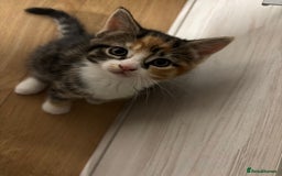 European cats for sale: Kitten  - Image 5