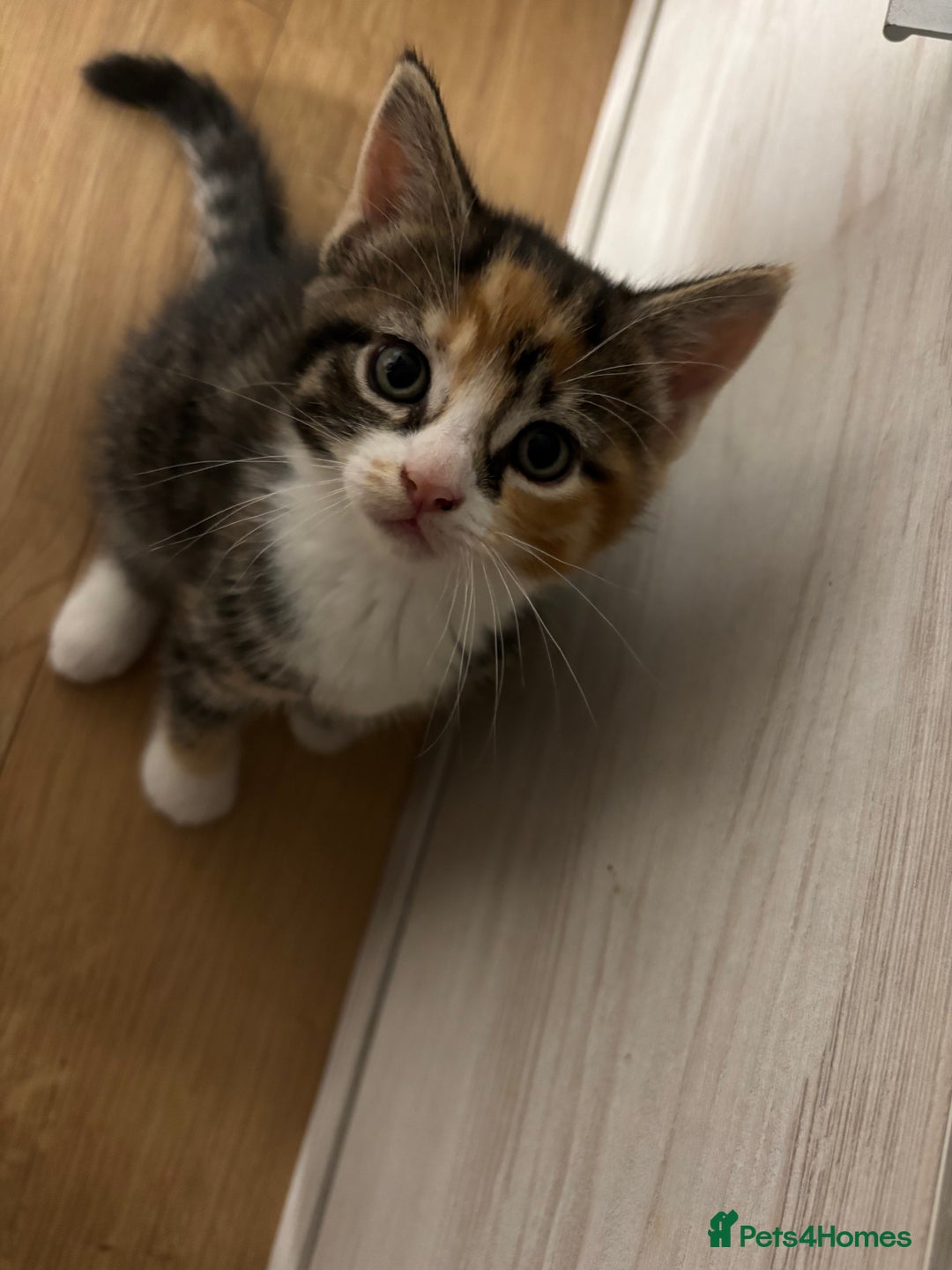 European cats for sale: Kitten  - Image 5