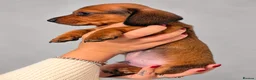 Miniature Dachshund dogs for sale: Red sable miniature dachshund  - Advert 1