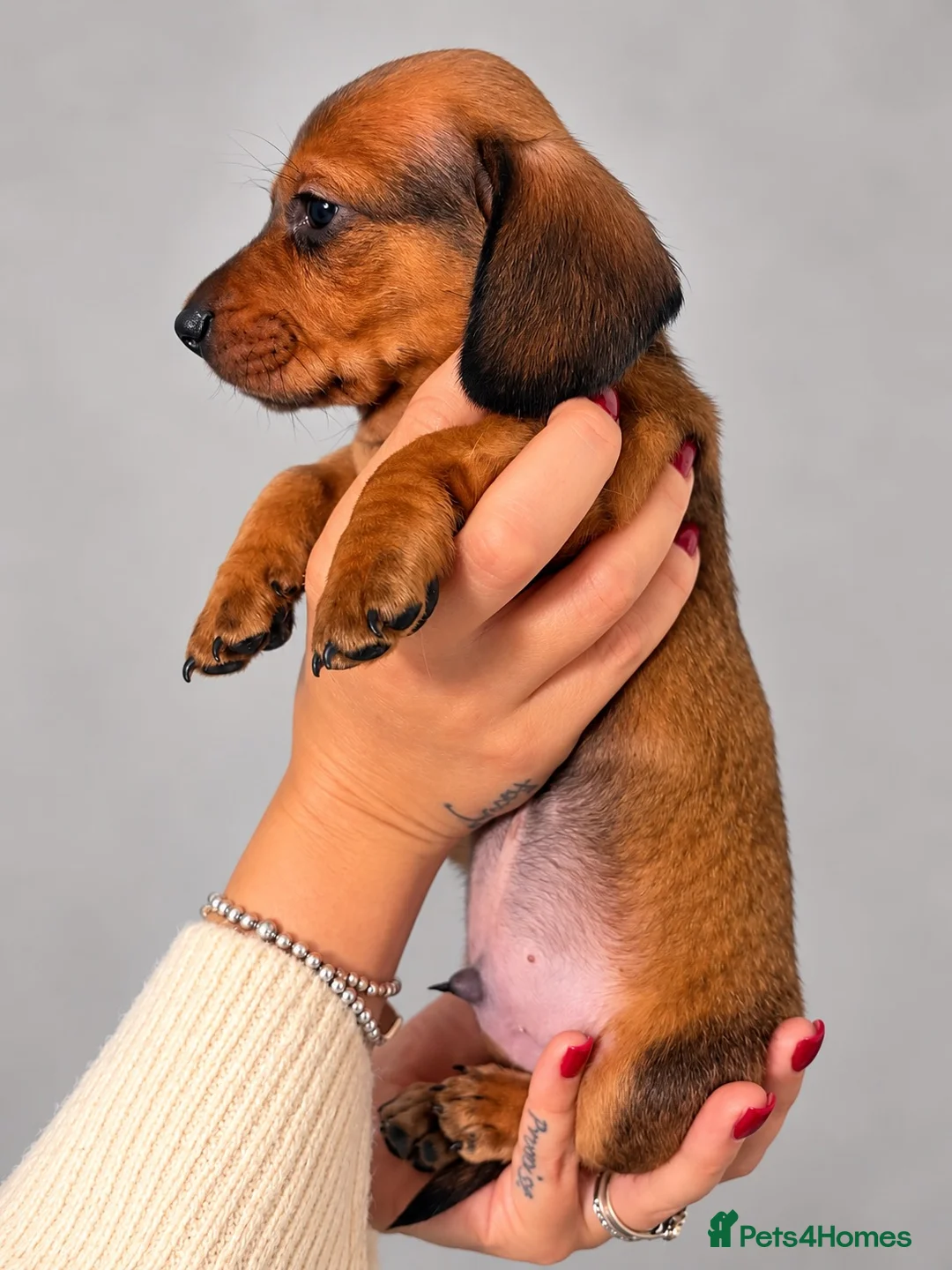 Miniature Dachshund dogs for sale: Red sable miniature dachshund  - Advert 1