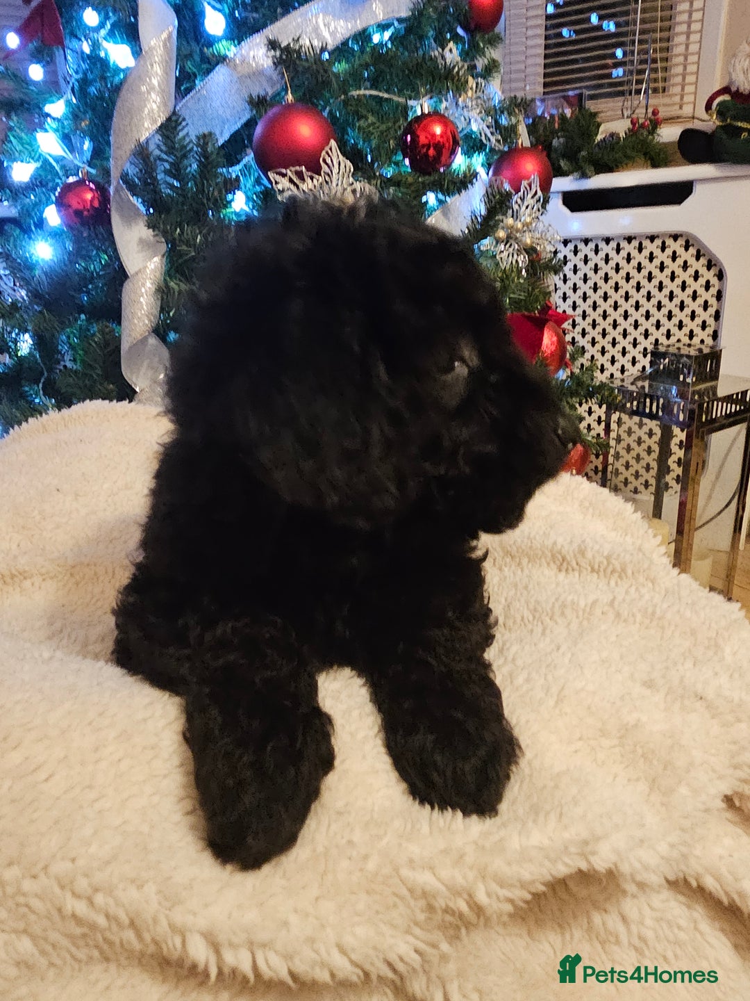 Cockapoo dogs for sale: Cockerpoo puppies - Advert 2