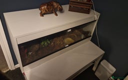 Corn Snake reptiles for sale: Corn snake and viv/accessories  - Image 5