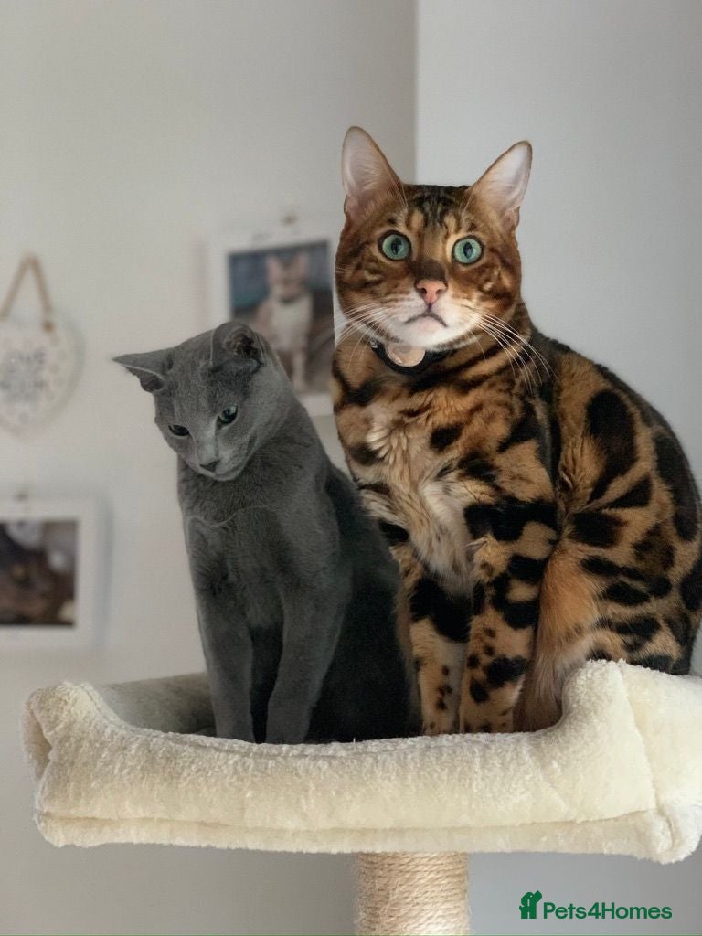 Bengal cats for sale: Mooshi & Summer – Bonded Pedigree Bengal & RB Pair - Advert 1