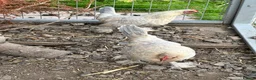 Chickens poultry for sale: 3 lovely Sablepoot hens and a cockerel in Nottingham - Advert 1