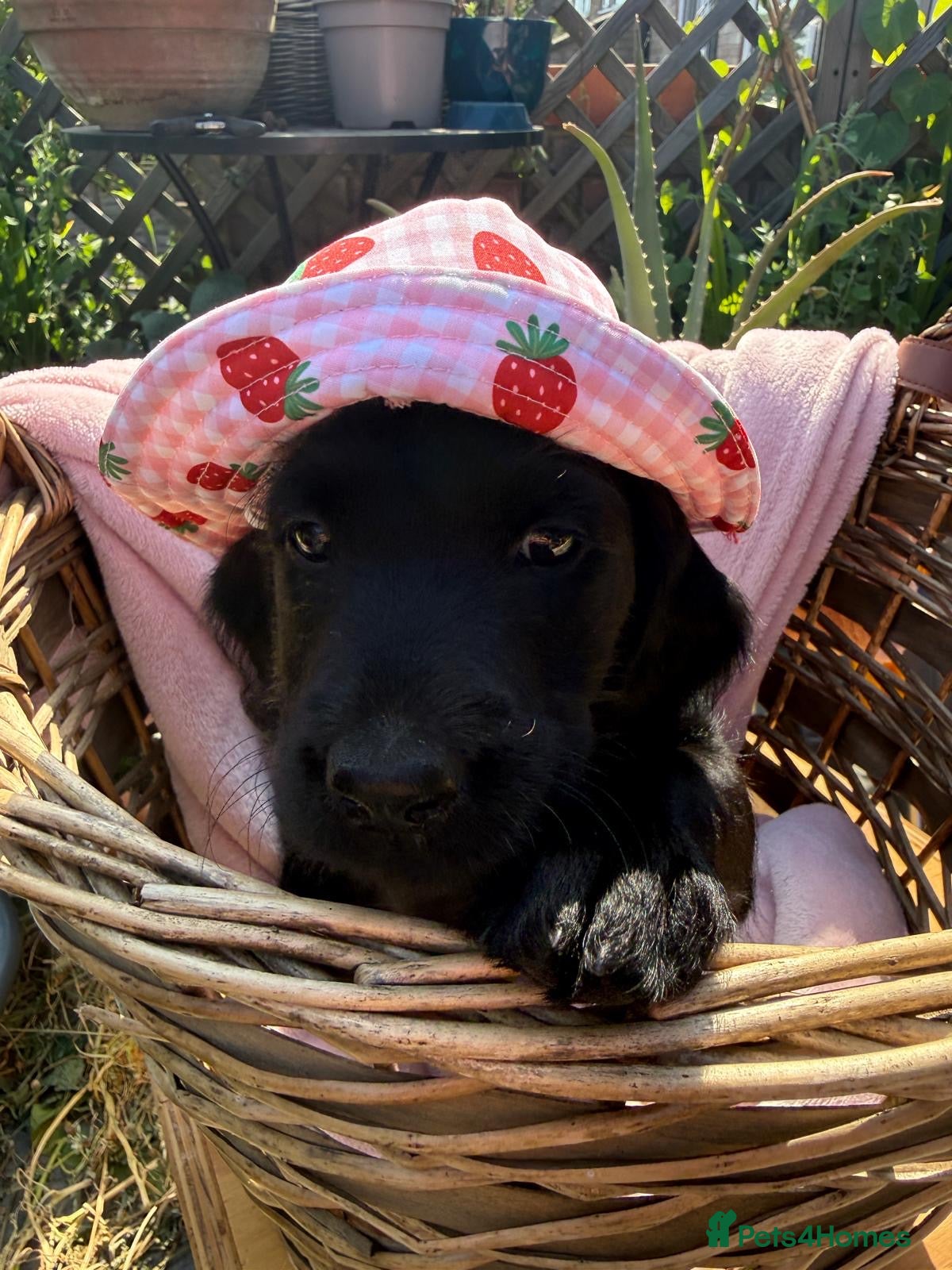 Labradoodle dogs Labradoodle Puppies - Advert 2