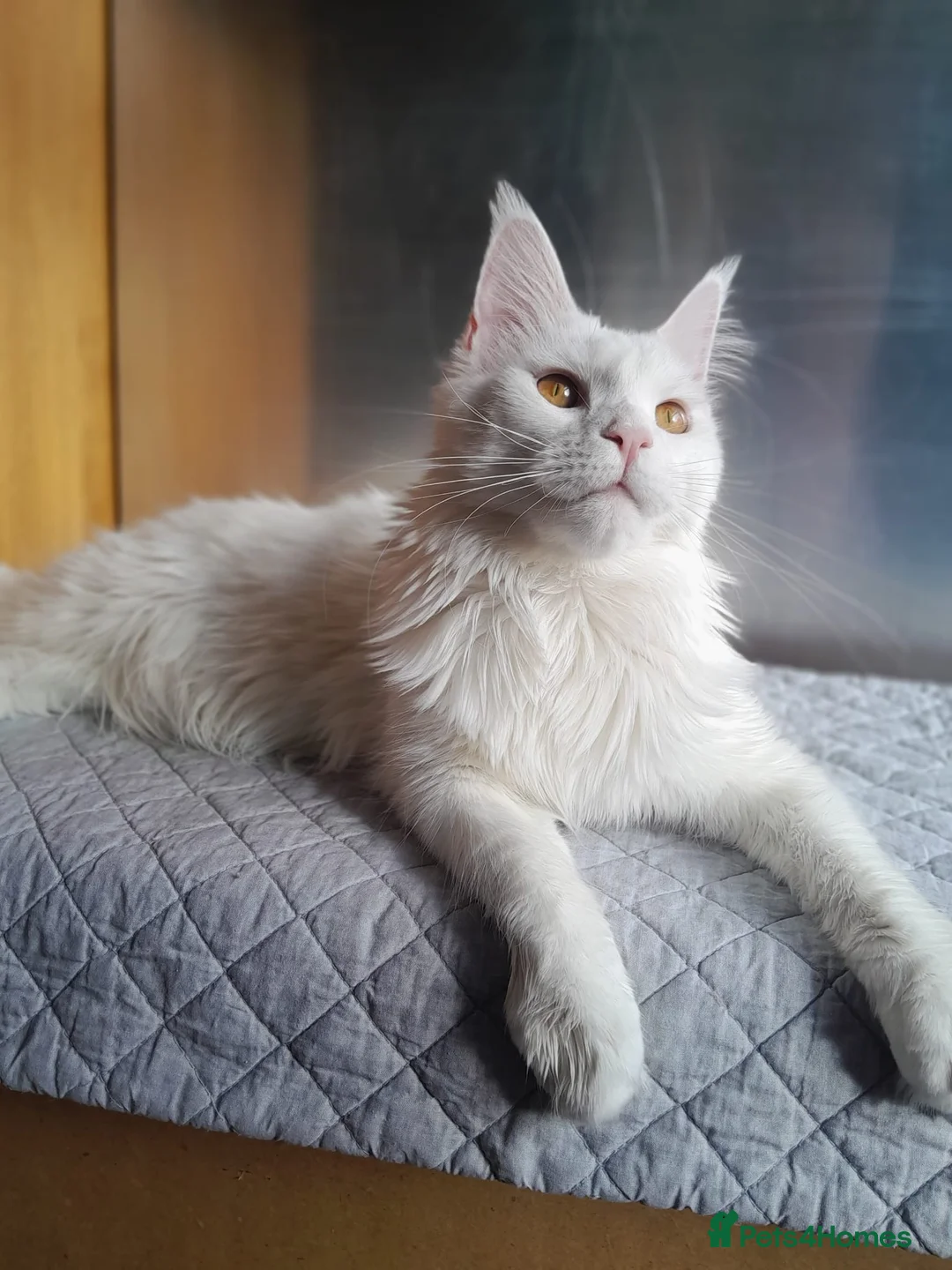 Maine Coon cats for sale: 2 solid blue&solid white Maine coon girls TICA - Advert 3