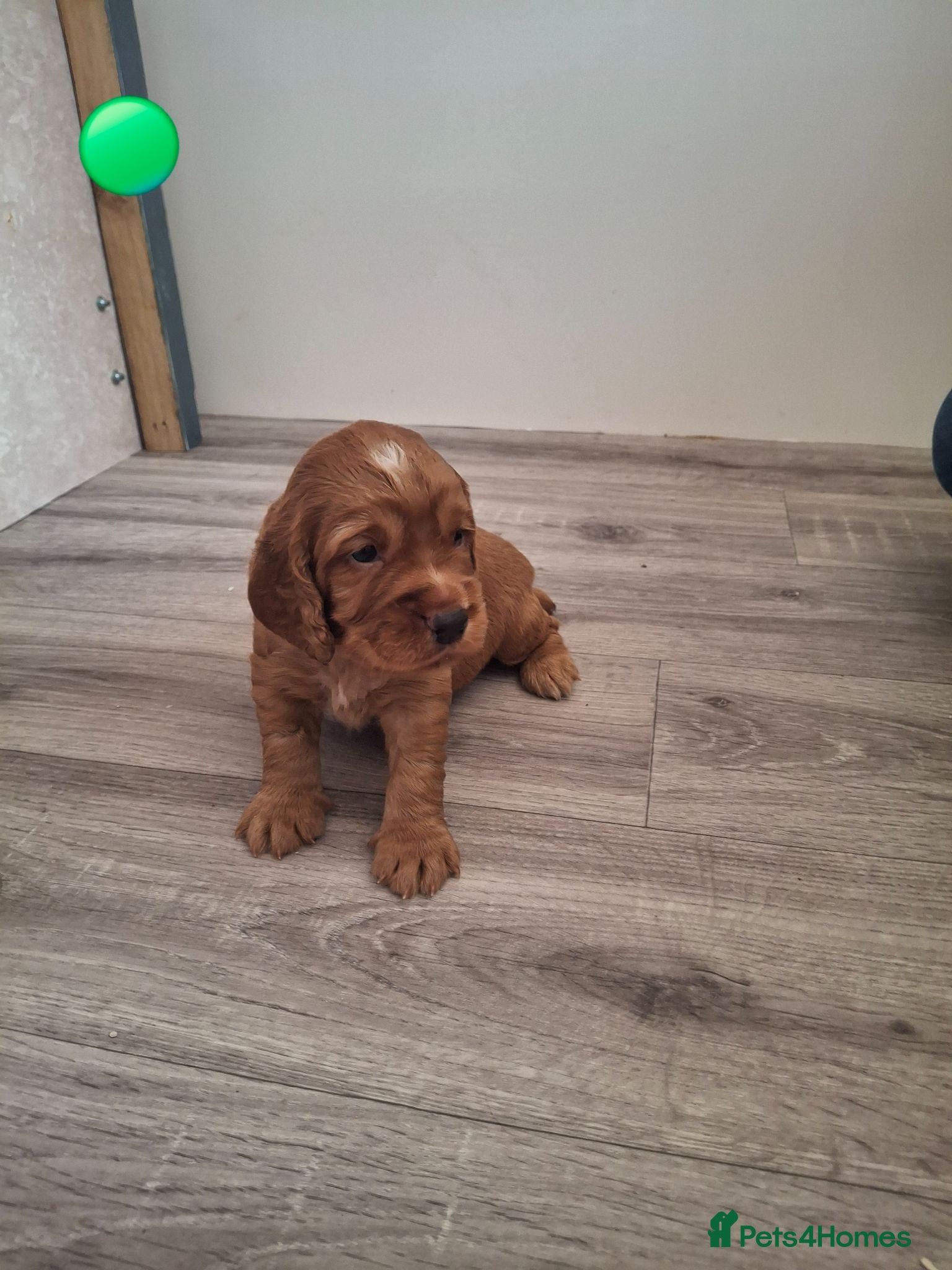 Cocker Spaniel dogs 4 Red Working Cocker Spaniel Boys - Advert 2