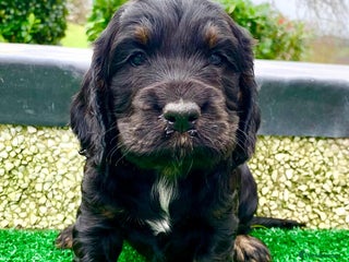 Cocker Spaniel dogs COCKER SPANIELS - Advert 9