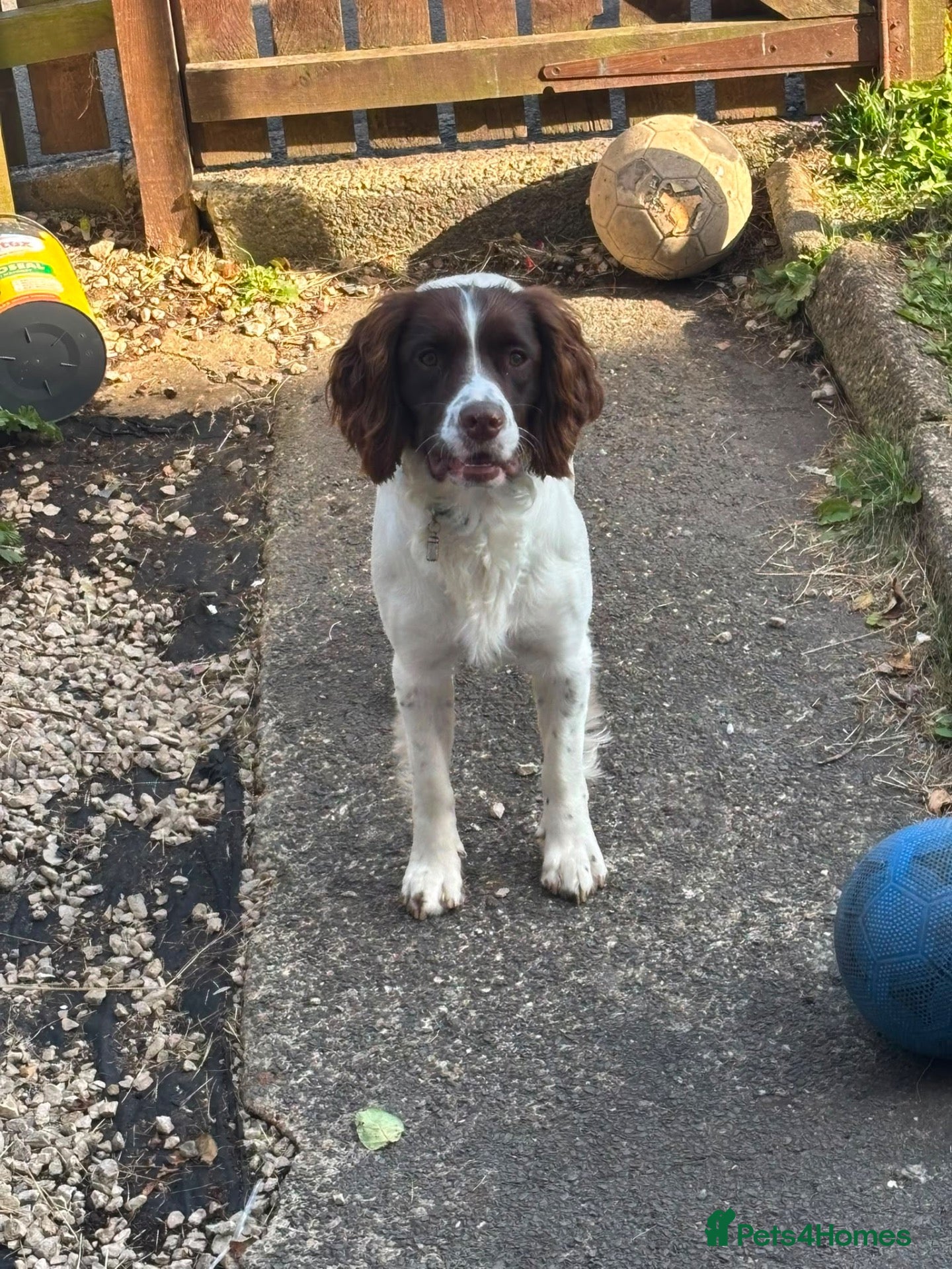 English Springer Spaniel dogs for sale: Male English springer for sale - Advert 1