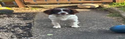 English Springer Spaniel dogs for sale: Male English springer for sale in Seaham - Advert 1