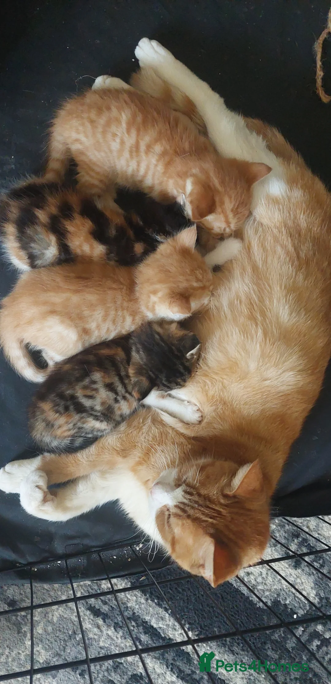 Mixed Breed cats for sale: 4 kittens (8 weeks old) - Advert 2