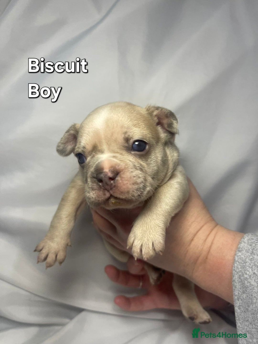 French Bulldog dogs for sale: Gorgeous litter of French Bulldog Pups  - Advert 14