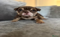 English Bulldog dogs for sale: Beautiful English bulldog puppies  - Image 2