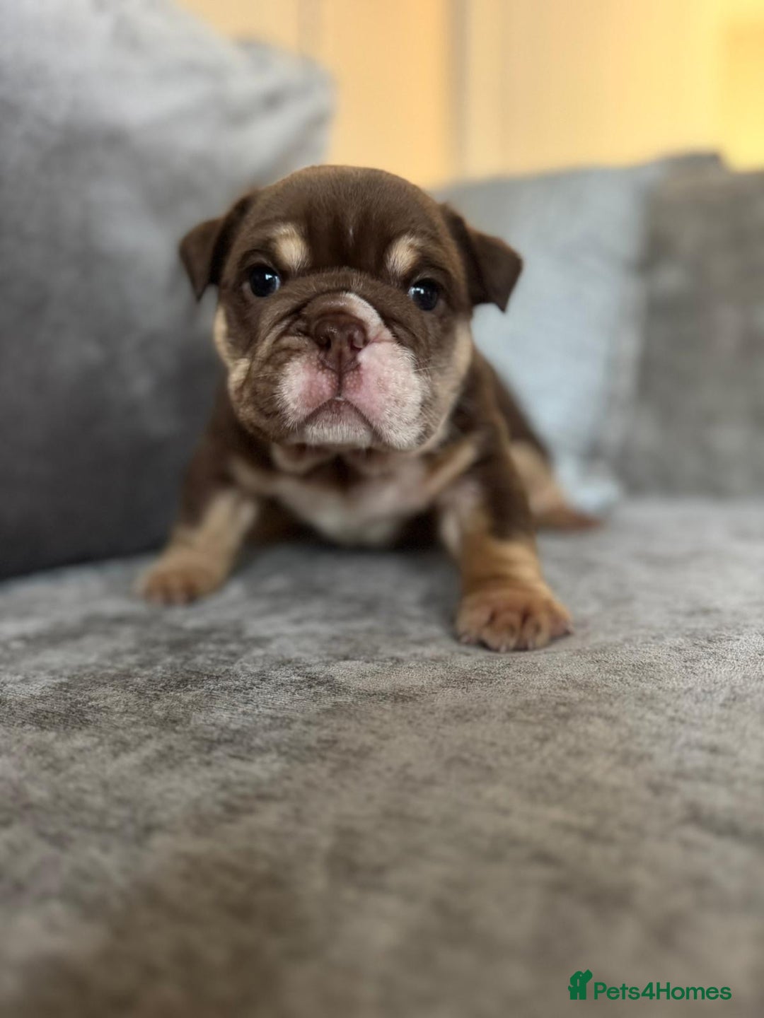 English Bulldog dogs for sale: Beautiful English bulldog puppies  - Image 2