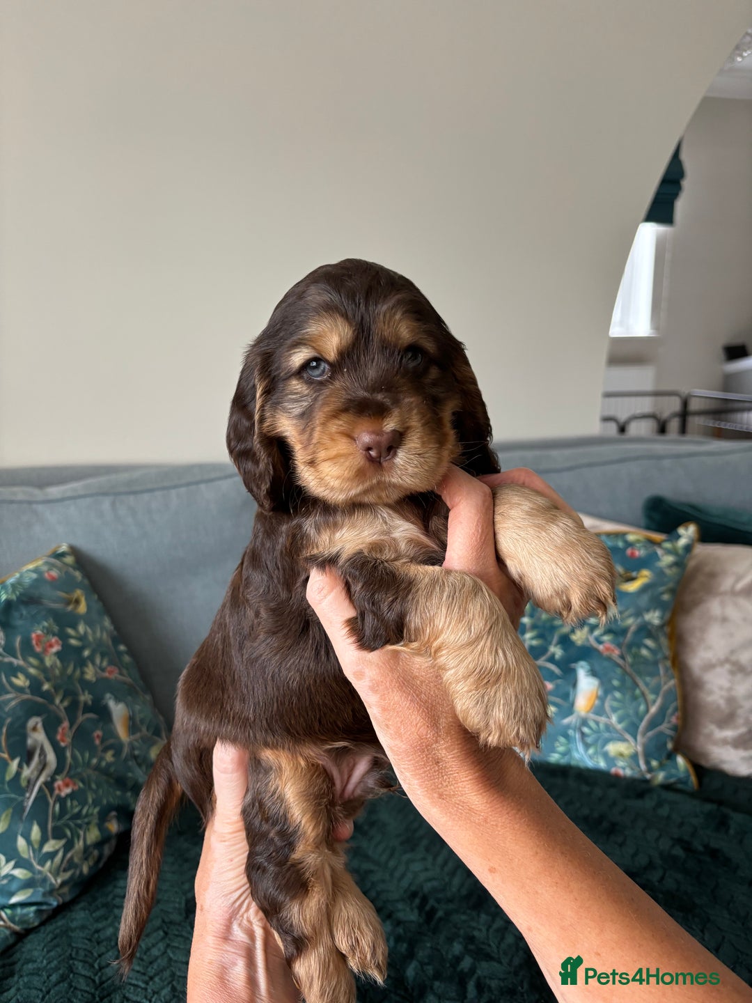 Cocker Spaniel dogs for sale: Outstanding FN clear kc reg cocker spaniel puppies - Image 3