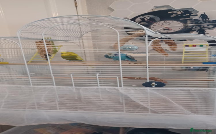 Budgerigars birds - Advert 1