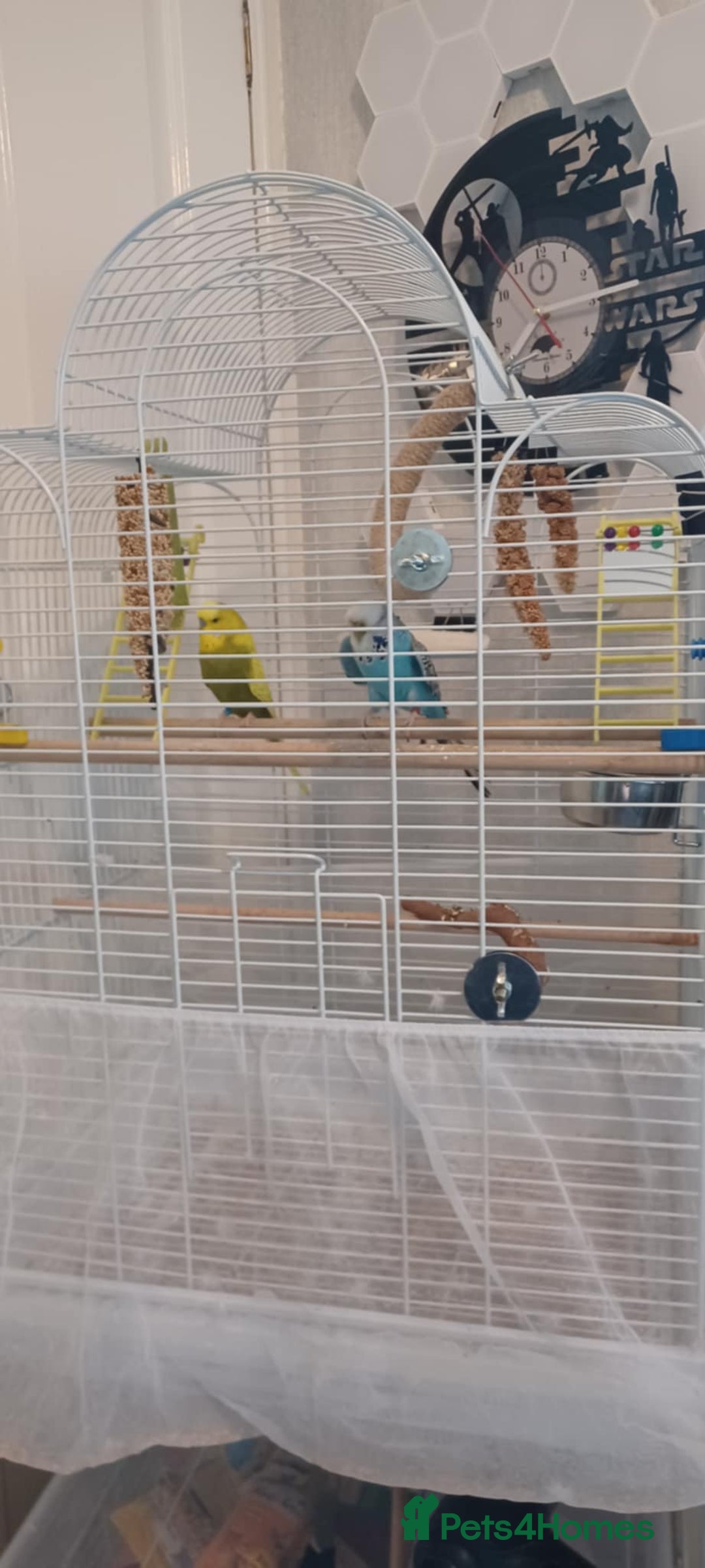 Budgerigars birds for sale: 2 Budgies looking for new loving home - Image 1