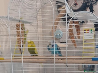 Budgerigars birds - Advert 11