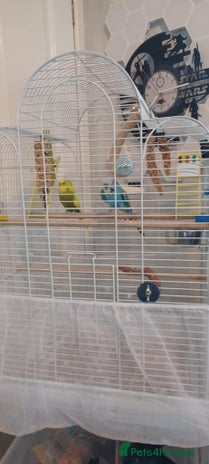 Budgerigars birds - Advert 7