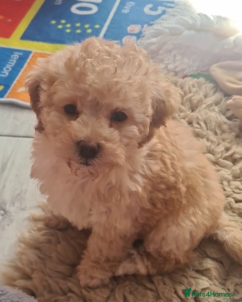 Poochon dogs Phantom boy and dinky red girl - Advert 1