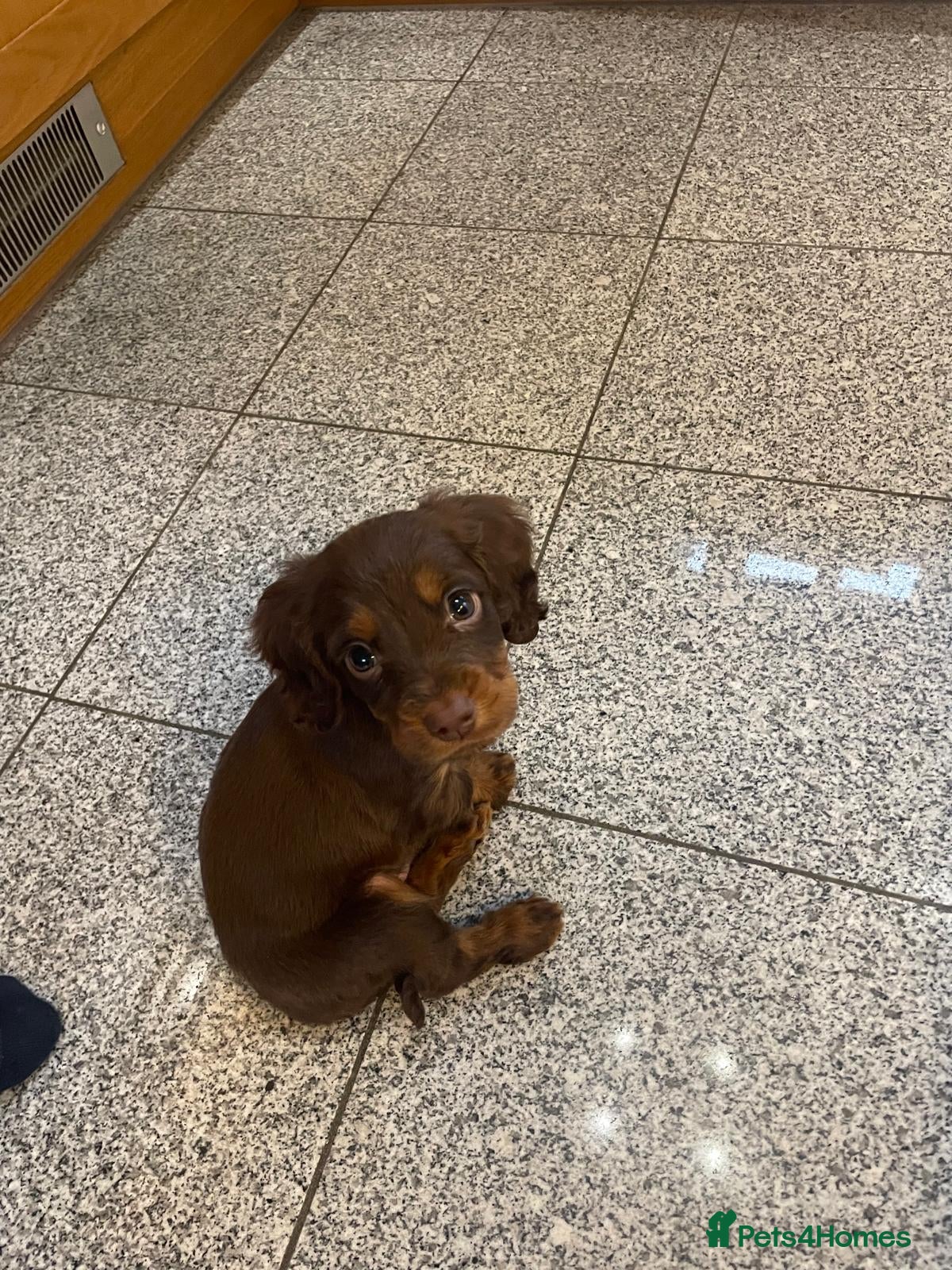 Cocker Spaniel dogs Last choc and tan boy - Ready to leave this week   - Advert 13