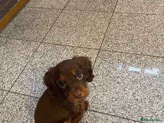 Cocker Spaniel dogs Last choc and tan boy - Ready to leave this week - Advert 13