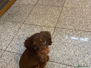 Cocker Spaniel dogs Last choc and tan boy - Ready to leave this week - Advert 13