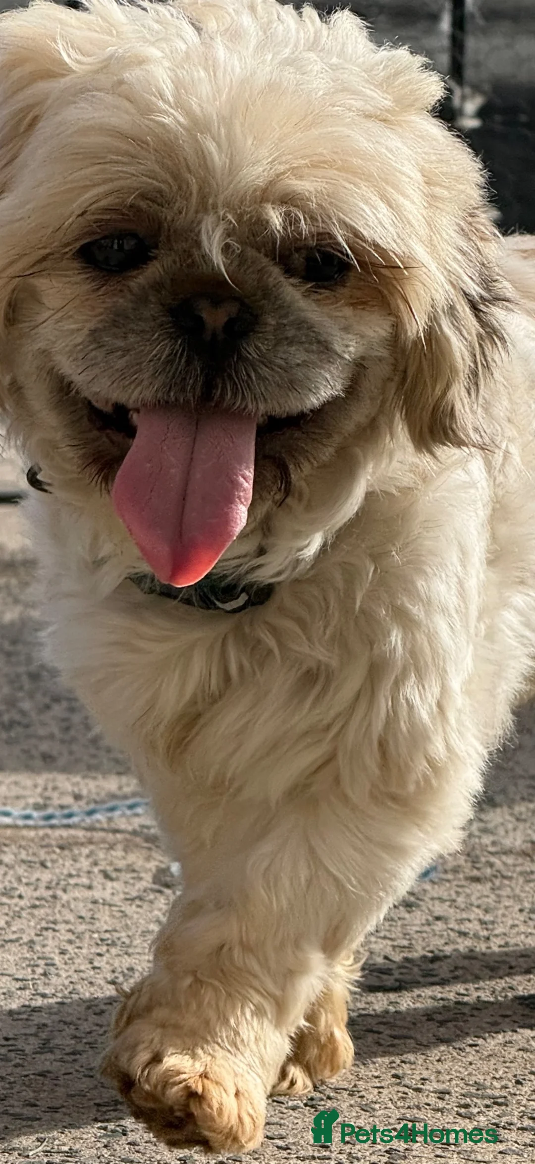 Shih Tzu dogs for sale: 18 month old Shih Tzu rehome - Advert 4
