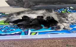 Maine Coon cats for sale: Maine coon cross  - Image 6
