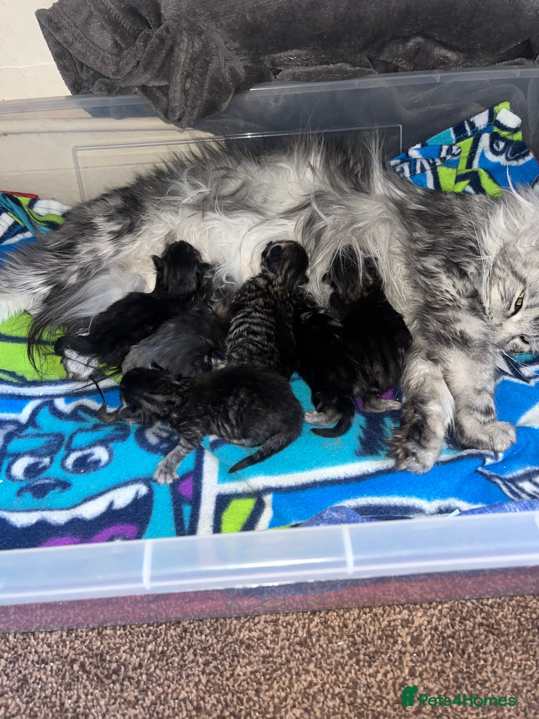 Maine Coon cats for sale: Maine coon cross  - Image 6