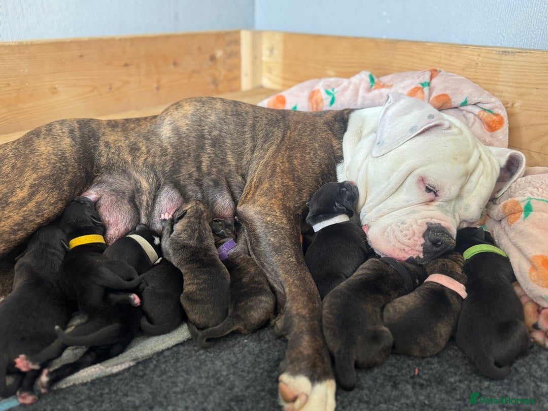 Mixed Breed dogs for sale: Cane Corso x American Bulldog puppies  - Image 20