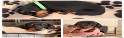 Miniature Dachshund dogs for sale: Miniature dachshund - Advert 3