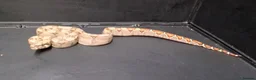 Boa Snake reptiles for sale: Baby Female Boa constrictors  - Advert 6