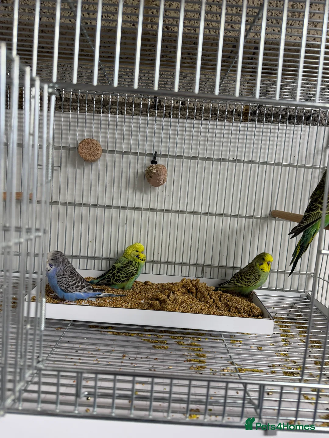 Budgerigars birds for sale: Budgies For Sale in Waltham Cross - Advert 4