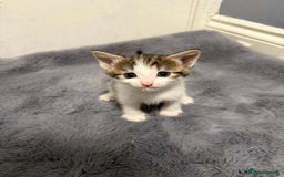 Mixed Breed cats for sale: Mixed kittens 4 males  - Image 1