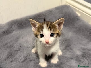 Mixed Breed cats - Advert 6